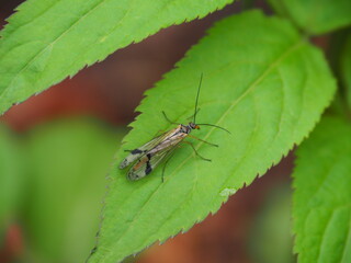キシタトゲシリアゲ