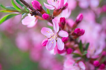  Branch of blooming pink almonds in the garden close up, photo of spring flowers with soft focus