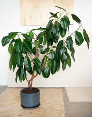 large green ficus in a pot on the floor