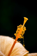 Vertical shot of a pistil of yellow hibiscus flower isolated on black background