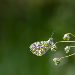 orange tip butterfly on a flower