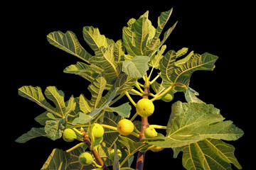 Branches of  fig tree ( Ficus carica ) with leaves and  fruit isolated on black background