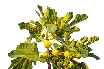Branches of  fig tree ( Ficus carica ) isolated on white background