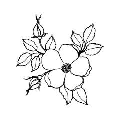 Rosehip branch with bud and leaves, black outline drawing with white fill.