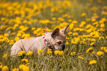 Französische Bulldogge Welpe auf Blumenwiese