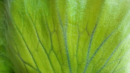 green leaf texture