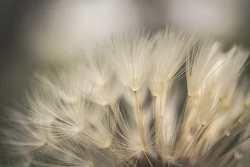 dandelion seed head © CFFotografie