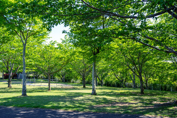 爽やかな公園の風景