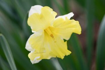 Daffodil (Narcissus) variety Cassata blooms in a garden.