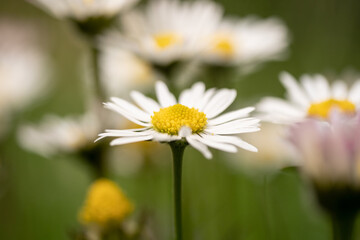 Fototapeta premium daisy in the garden