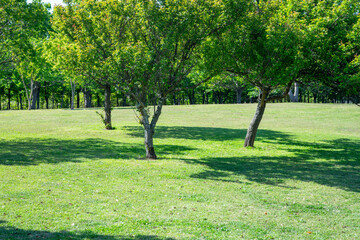 爽やかな公園の風景