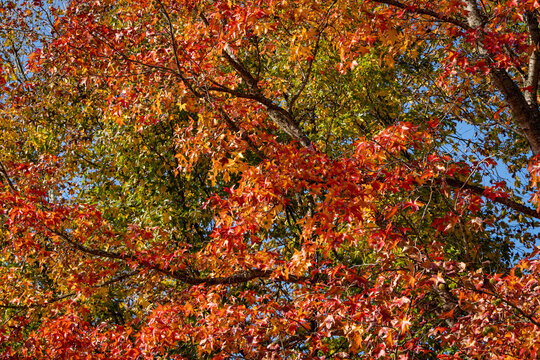 Multicolored red and yellow leaves of Liquidambar styraciflua, commonly called American sweetgum (Amber tree) against blurred background of green leaves of deciduous trees. Selective focus. Close-up.