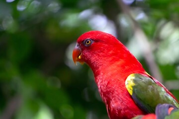red and green macaw