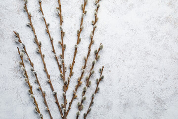 Willow branches on light background