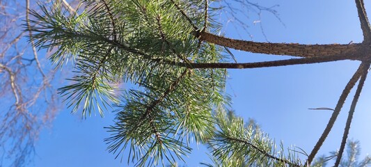 Pine branch with long green needles. Spring sunny day. Close-up on a branch of a young pine tree with long green needles. Against the backdrop of other trees and the blue sky.