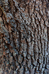 bark of a tree