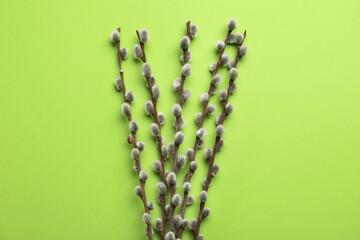 Willow branches on color background