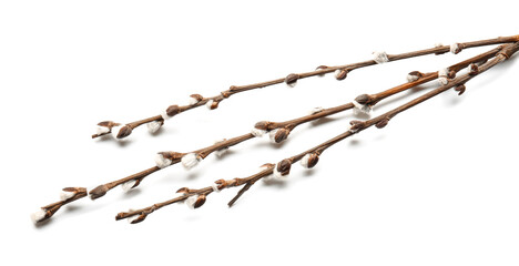 Willow branches on white background