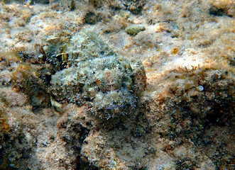 Naklejka na ściany i meble Devil scorpion-fish (Scorpaenopsis diabolus) inhabits coral reefs of the Red Sea, it has very venomous fins