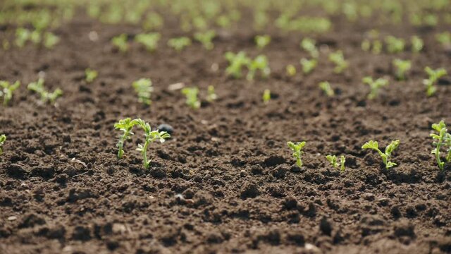 Young field of sprouts of chickpea close-up