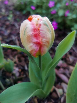 Tulip&aacute;n 