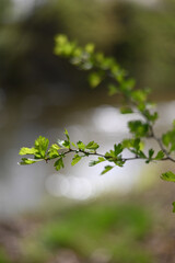 green twig background