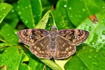 Horace's Duskywing (Erynnis horatius) butterfly with wings open on wet Indian Hawthorn leaves.