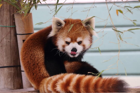 Red Panda Eating Bamboo