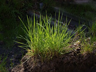 green grass growing on meadow