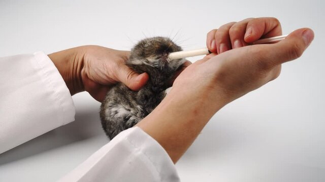 People using syringe fresh milk feeding for hungry newborn baby black rabbit bunny, cat, dog over isolated white background. Taking care feeder life or experiment cruelty free animal testing concept.