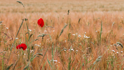 Fototapeta premium einzelne Mohnblume im Feld