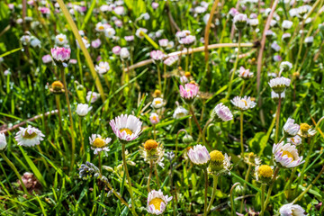 fleurs sauvages au raz du sol un matin de printemps