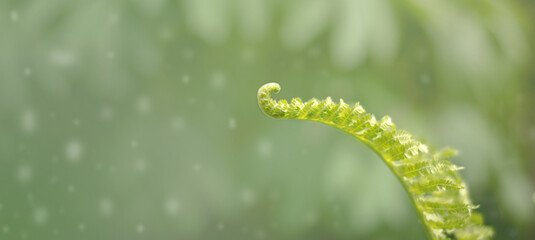 A young fern leaf on a fabulous green background. Beautiful natural background
