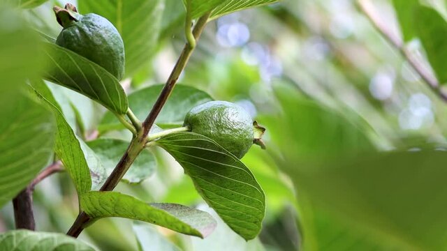 Guava fruit close up on the tree shaking with airflow