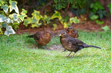 Blackbirds
