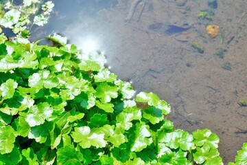 緑の水草のチドメグサと光が反射する綺麗な小川