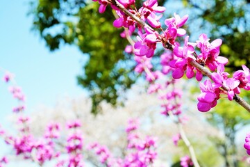 花蘇芳 のピンクの花と青空