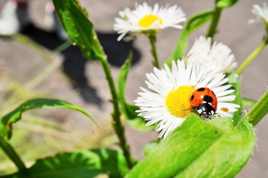639 最適な ナナホシテントウ虫 画像 ストック写真 ベクター Adobe Stock