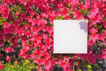 赤いツツジの満開の花を背景にした正方形の白いカードのモックアップ