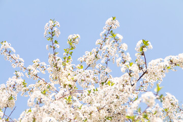 white cherry blossom, beautiful nature background
