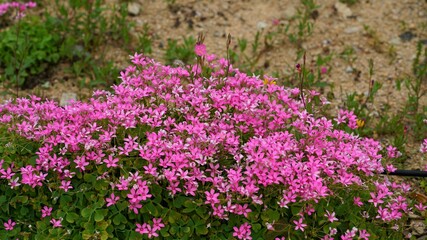 정원에 핀 작은 봄꽃들,사계패랭이,덩이괭이밥,괴불주머니,우단동자