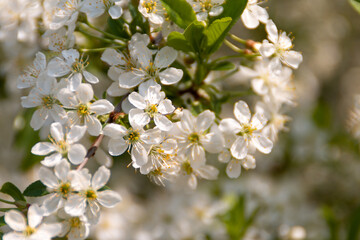 white cherry blossom, beautiful nature background
