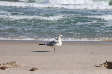 seagull on the beach