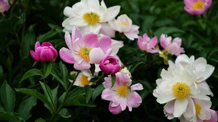 활짝 핀 모란꽃