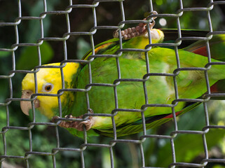 loro de cabeza amarilla en cautiverio parado sobre la alambrada de su jaula en una reserva natural
