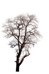 Fototapeta na wymiar Dead tree on the white background