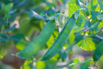 Green sweet peas in the garden