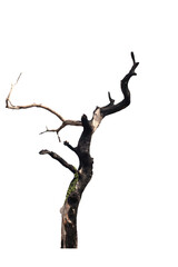 Dead tree on the white background