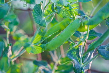 Green sweet peas in the garden