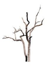 Dead tree on the white background
